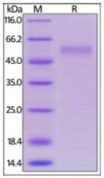 SDS-PAGE (CD177-7807H).jpg